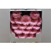 Gerbera Mi Diamond Kimsey