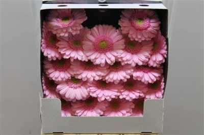 Gerbera Mi Diamond Kimsey