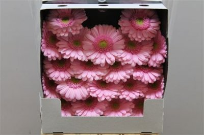 Gerbera Mi Diamond Kimsey