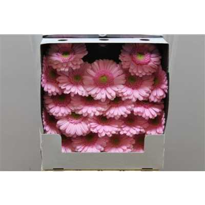 Gerbera Mi Diamond Kimsey
