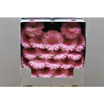 Gerbera Mi Diamond Kimsey