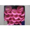 Gerbera Mi Diamond Kitty