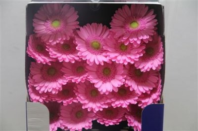 Gerbera Mi Diamond Kitty