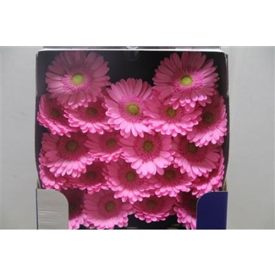 Gerbera Mi Diamond Kitty