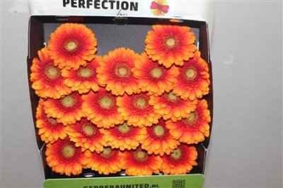 Gerbera Mi Diamond Kiwano