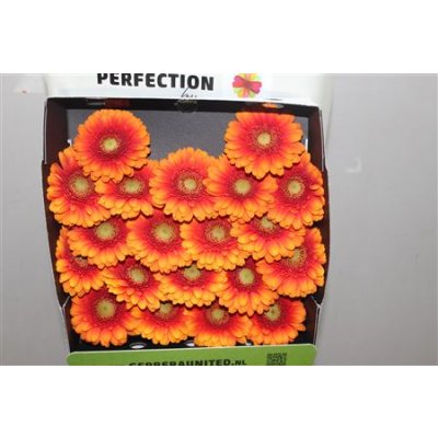 Gerbera Mi Diamond Kiwano