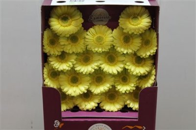 Gerbera Mi Diamond Lemon Ice