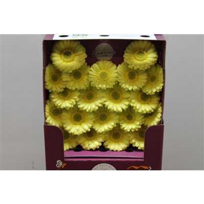 Gerbera Mi Diamond Lemon Ice