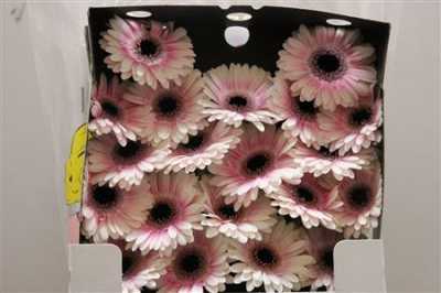Gerbera Mi Diamond Lexus
