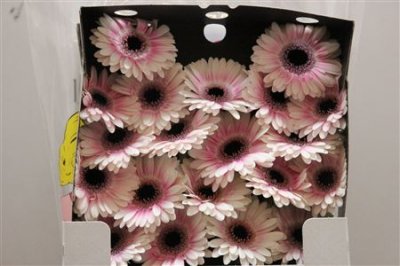 Gerbera Mi Diamond Lexus