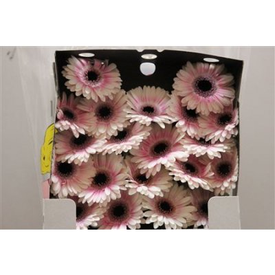 Gerbera Mi Diamond Lexus