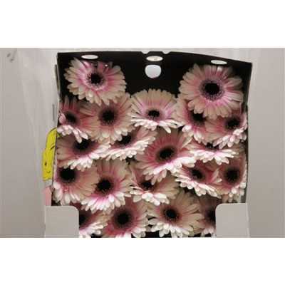 Gerbera Mi Diamond Lexus