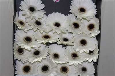 Gerbera Mi Diamond Lido