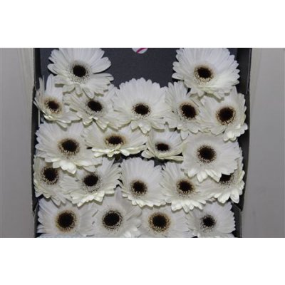 Gerbera Mi Diamond Lido