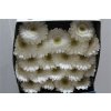 Gerbera Mi Diamond Lobby