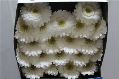 Gerbera Mi Diamond Lobby