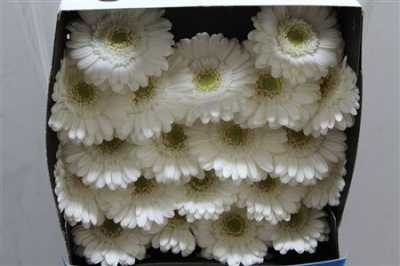 Gerbera Mi Diamond Lobby
