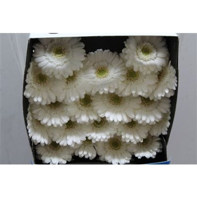 Gerbera Mi Diamond Lobby