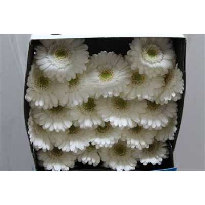Gerbera Mi Diamond Lobby