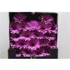 Gerbera Mi Diamond Lois