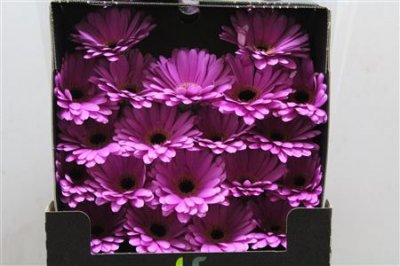 Gerbera Mi Diamond Lois