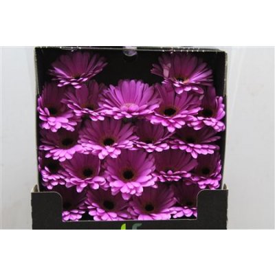 Gerbera Mi Diamond Lois