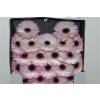 Gerbera Mi Diamond Lollipop