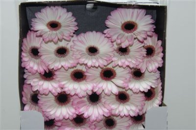 Gerbera Mi Diamond Lollipop