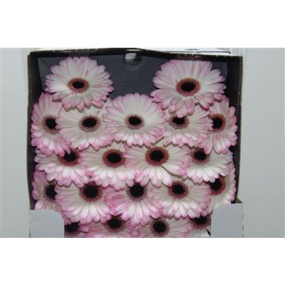 Gerbera Mi Diamond Lollipop