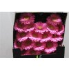 Gerbera Mi Diamond Lotte