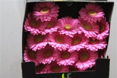 Gerbera Mi Diamond Lotte