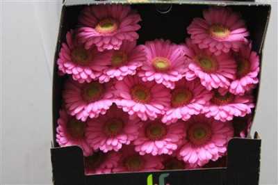 Gerbera Mi Diamond Lotte