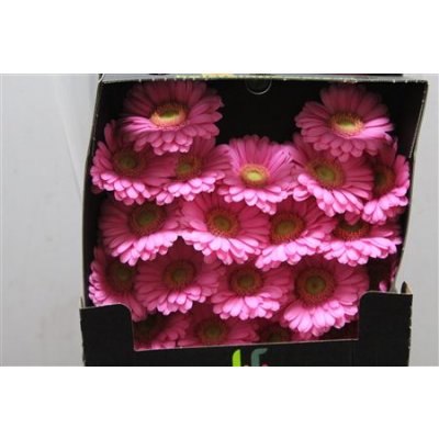 Gerbera Mi Diamond Lotte
