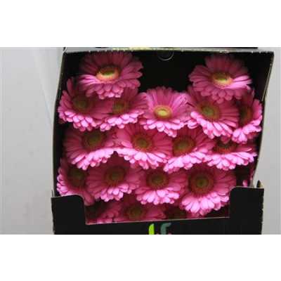 Gerbera Mi Diamond Lotte