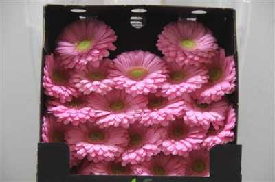 Gerbera Mi Diamond Loveme