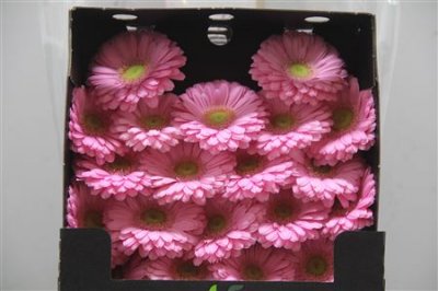 Gerbera Mi Diamond Loveme