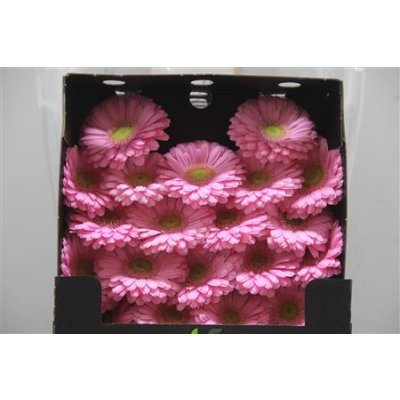 Gerbera Mi Diamond Loveme