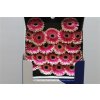 Gerbera Mi Diamond Lucia