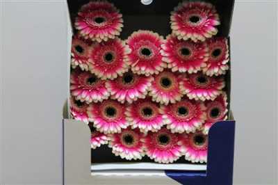 Gerbera Mi Diamond Lucia