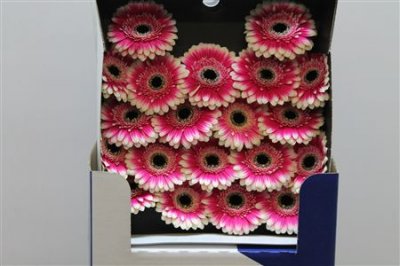 Gerbera Mi Diamond Lucia