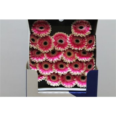 Gerbera Mi Diamond Lucia