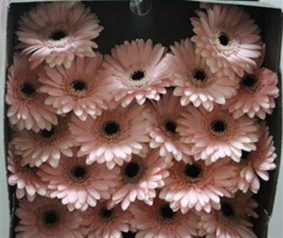 Gerbera Mi Diamond Macaron