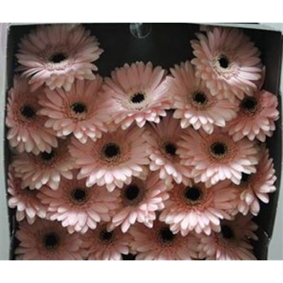 Gerbera Mi Diamond Macaron