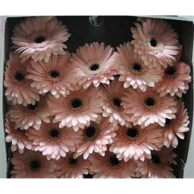 Gerbera Mi Diamond Macaron