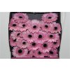 Gerbera Mi Diamond Maldini