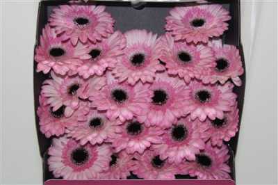 Gerbera Mi Diamond Maldini
