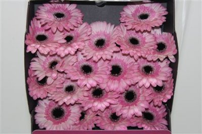 Gerbera Mi Diamond Maldini