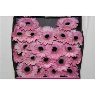 Gerbera Mi Diamond Maldini