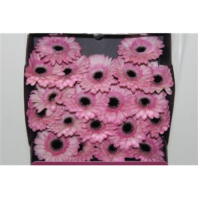 Gerbera Mi Diamond Maldini