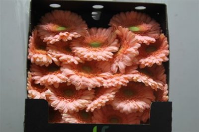 Gerbera Mi Diamond Maria